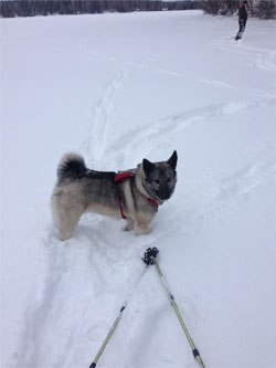 Nalla, Elkhound Female, Daughter of Takoda and GAEDA