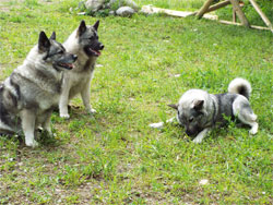 Nola, Female Elkhound