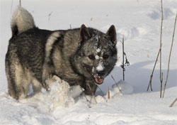 Ragnar Male Elkhound