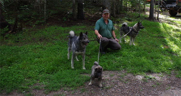 Athletic Ability 3 Generations of Elkhound Males