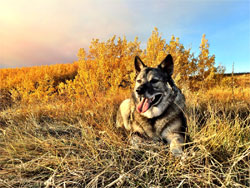 Ryker - Norwegian Elkhound Male