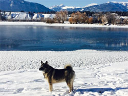 Ryker - Norwegian Elkhound Male