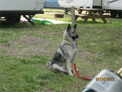 Shasta Female Elkhound Sister to Jaegar