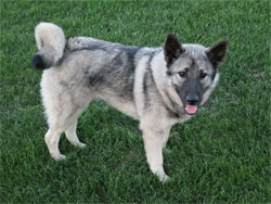 Sky, Male Elkhound Son of Takoda