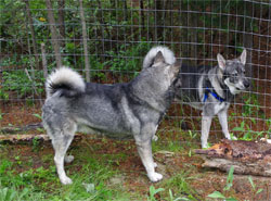 Takoda and Rico Swedish Elkhounds