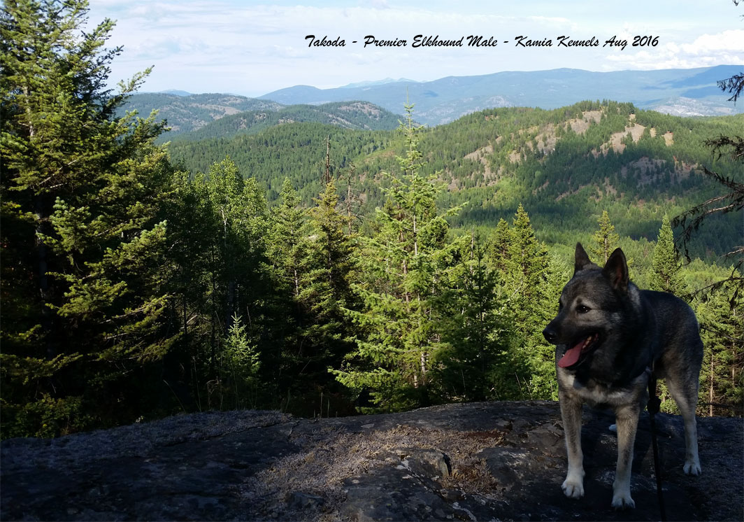 Takoda Elkhound Male Hiking 2016