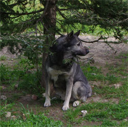 Takoda Premier Male Elkhound Kamia Kennels