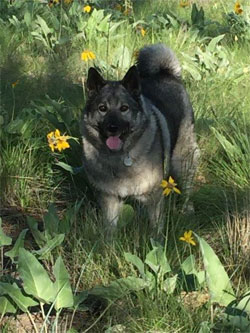 Tegan, Female Elkhound