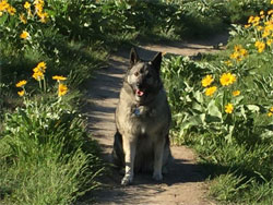 Tegan, Female Elkhound