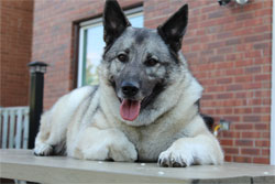 Tuula, Elkhound Female - Jaegar and GAEDA Daughter