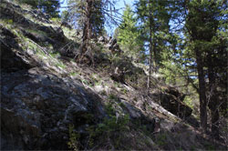 Tuva Norwegian Elkhound Female in Rocks