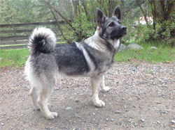 Vendela Female Norwegian Elkhound