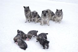 Elkhound Pack Mentality