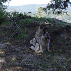 Raising Two Elkhounds