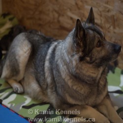 Norwegian Elkhound Puppies