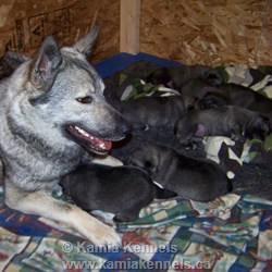 Norwegian Elkhound Pups