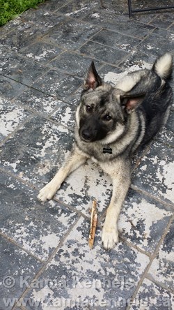 Boulder Elkhound Male