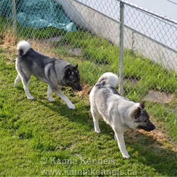 Norwegian Elkhound Male and Female