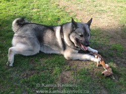 Finn Elkhound Male