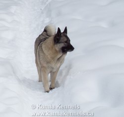 Norwegian Elkhound Female GAEDA