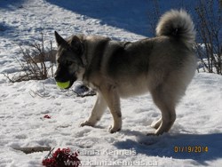 Norwegian Elkhound Male Gunnar