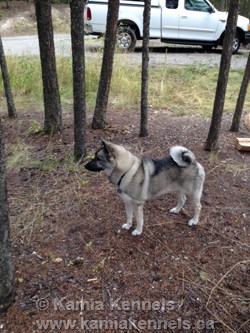 Norwegian Elkhound Female Kaia