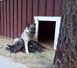 Norwegian Elkhound litter