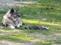 Norwegian Elkhound Hunting