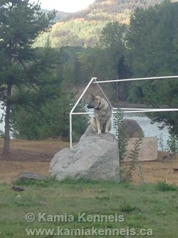 Norwegian Elkhound Male Morice