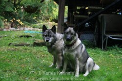 Norwegian Elkhound Females