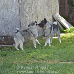 Elkhounds Nola and Bram