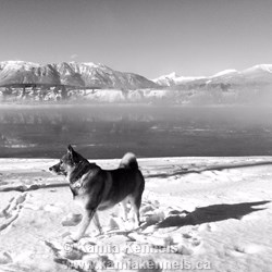 Ryker Norwegian Elkhound Male