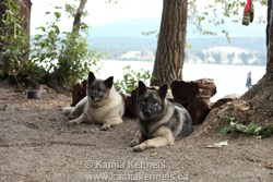 Norwegian Elkhound Females