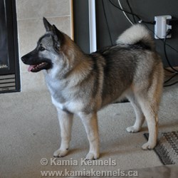 Norwegian Elkhound Female Storm