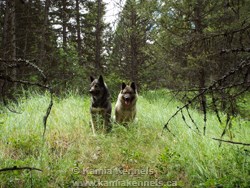 Elkhounds Takoda and Kamp
