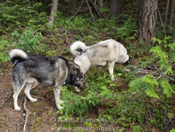 Elkhound Male and Female