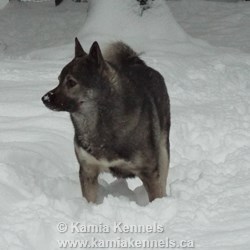 Takoda Breeding Male Elkhound