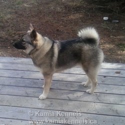 Tala Femal Norwegian Elkhound