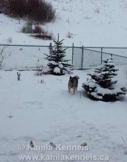 Norwegian Elkhound Male Tallak