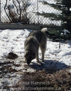 Tallak Norwegian Elkhound Male