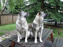 Norwegian Elkhound females