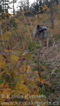 Tegan Norwegian Elkhound Hunting