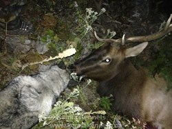 Norwegian Elkhound Hunting