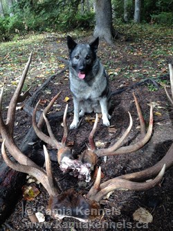 Norwegian Elkhound Tegan Hunting