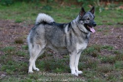 Norwegian Elkhound Male Tesla