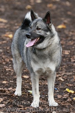 Norwegian Elkhound Tesla