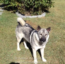 Thor Norwegian Elkhound Male