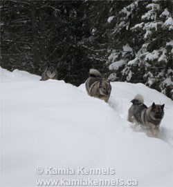 3 Norwegian Elkhound Females