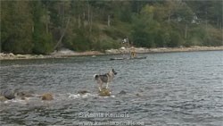 Norwegian Elkhound Female Cypress