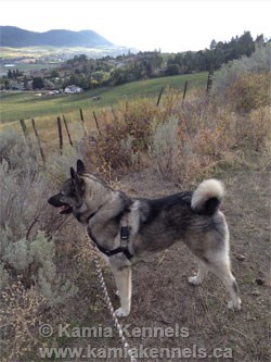 large Norwegian Elkhound Male